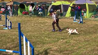 神奈川北スーパードッグアジリティー競技会　JP2  マイロ