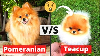 Pomeranian v/s Teacup Pomeranian Puppy: Which one should you Get?