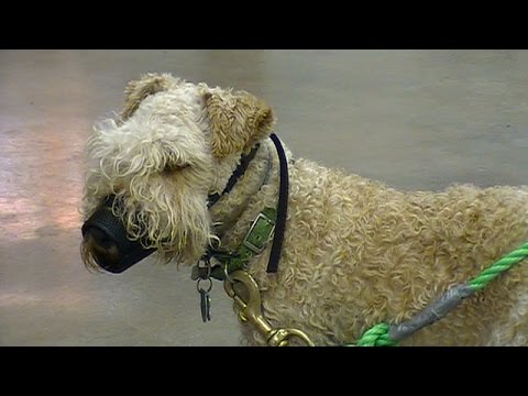 When Professional Dog Training isn't! When Professional Dog Training isn't!