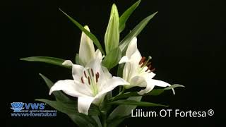 Lilium OR Fortesa ®