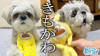 きもかわおじさんに何度も翻弄される犬がかわいい