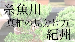 糸魚川真柏・紀州真柏 見分け方と、それぞれの特徴 [盆栽初心者講座]