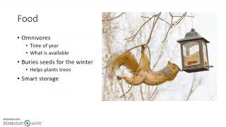 Urban Wildlife: Fox Squirrels