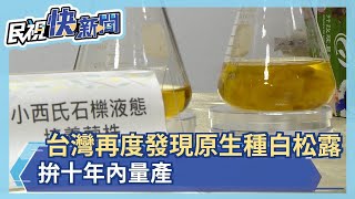 餐桌上的鑽石!台灣再度發現原生種白松露 拚十年內量產－民視新聞