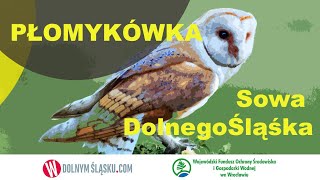 Płomykówka-znane są z wydawanych przez siebie specyficznych okrzyków