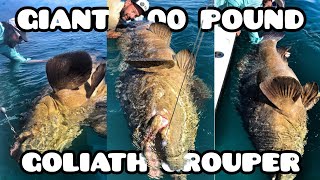 Fishing giant 400 pound Goliath Grouper by Yuri Grisendi