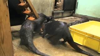 もう歩き回ります。コツメカワウソの赤ちゃん（福岡市動物園）