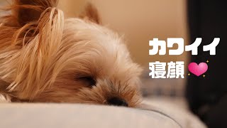 リラックスしている愛犬の寝顔がカワイすぎる…！【ヨークシャーテリア】