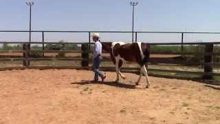 How to lead a horse - Dale Fredricks Advanced Leading