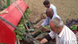 Adıyaman da makine ile tütün tarımı