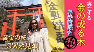 【金運招福】徳川家康公も３度参拝！都内から日帰りOKなパワースポット【金櫻神社 】※遠隔参拝でもご利益抜群です