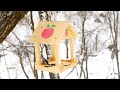 birds in winter ~ relaxing music for stress relief calming music for your heart