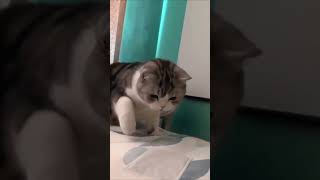 Loud cats | funny pets | amazing animals #481 | #shorts