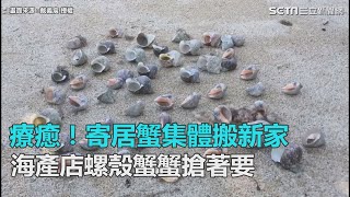 療癒！寄居蟹集體搬新家　海產店螺殼蟹蟹搶著要｜三立新聞網SETN.com