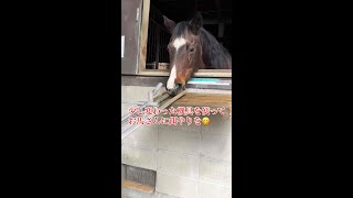 親子で格安に動物達と触れ合える【愛知牧場】で一見変わった「楽しみながら」お馬さんの餌やりを満喫♪NO2「♯Shorts」