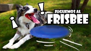 Jugando al FRISBEE con UN BORDER COLLIE