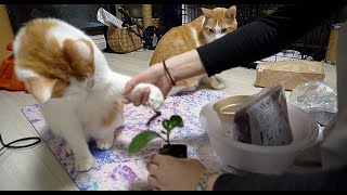 観葉植物を買った時の猫の反応w - How my cat reacted when I bought an indoor plant lol