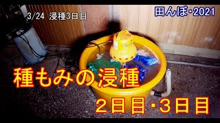 種もみの浸種・２～3日目まで　田んぼ・2021・密苗