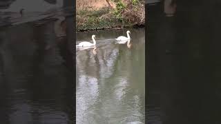 Two Swans, One Serene Moment