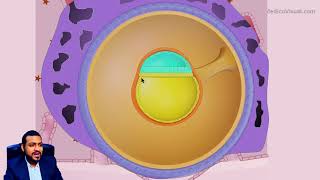 Week 2 (Second Week) Human Embryology p2