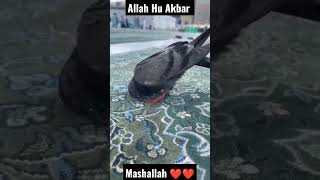 Allah Hu Akbar#pigeon prayer #viralvideo #youtubeshorts #trending #subscribe #upload