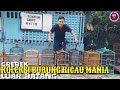 JOS GANDOS..! GREBEK KOLEKSI KICAU MANIA LUAR BATANG !