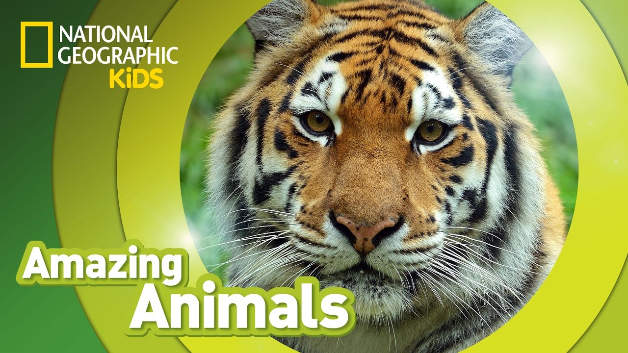 Tiger рџђї Amazing Animals Youtube