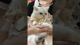 天选打工人我看好你哦 #猫咪的迷惑行为 #谁能拒绝傻憨憨的小猫咪 #萌宠出道计划 #记录猫咪日常 #心思全写在脸上的猫 #每一帧都是热爱 #打工猫