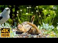 Cat TV for Cats to Watch 😺 Playful Squirrels and Birds, Vibrant Wildflowers 🐦🐿🌺 8 Hours(4K HDR)