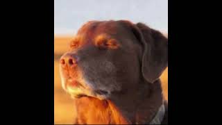 Cooked Dog Meme