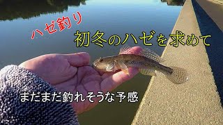 ハゼ釣り終盤の涸沼川　数もサイズも良い感じです 【小物釣り】 Autumn MICRO FISHING！