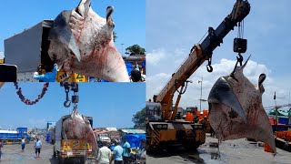 ದೊಡ್ಡ ಗಾತ್ರದ ತೋರಕೆ ಮೀನು | ಮಲ್ಪೆ ಧಕ್ಕೆ | Huge Stingray Fish in Malpe beach | #malpebeach #fishery