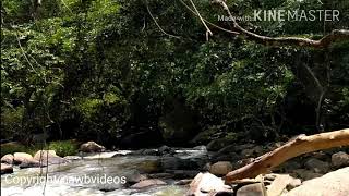 Relaxing Sounds of nature with birds singing /සොබාදහමේ සුන්දර නාද රටා