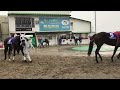 第30回ダービーグランプリのパドック2017.11.19水沢競馬場