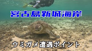 【60代夫婦のチャレンジ】停電の宮古島でウミガメを探す