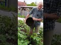 easy earthing up on potatoes with compost