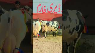 #anime #animals #animals #cows #cow #cowlovar #short #yoytubeshorts #youtuber #cow #bull