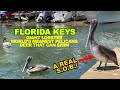 FLORIDA KEYS: Giant Lobster, Aggressive Pelicans & Deer That Swim - The OVERSEAS HIGHWAY!