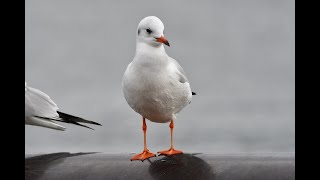 ユリカモメの一歳児とゼロ歳児（第二回冬羽と第一回冬羽）