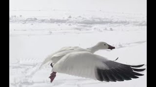 美國東部旅遊（二）賓州看雪雁 - 天使在人間 | 第2期