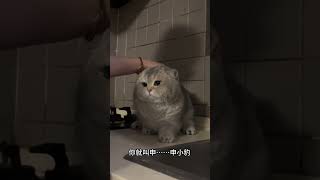 新年又开始摸猫头了#猫咪 #可爱 #萌宠 #cat #catlover #catlife #catlovers #喵星人 #貓 #cats #catvideos