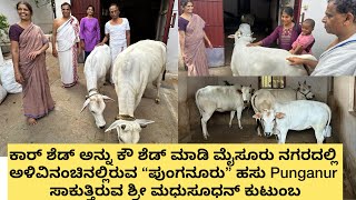 Car shed to cow shed ಮೈಸೂರು ನಗರದಲ್ಲಿ ಪುಂಗನೂರು ಹಸು ಸಾಕುತ್ತಿರುವ ಮಧುಸೂಧನ್ ಕುಟುಂಬ. Punganur cow Mysore