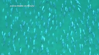 Large school of bluefish caught on camera off New York coast