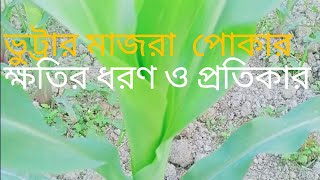 🦋 ভুট্টার মাজরা পোকার পরিচিতি ক্ষতির ধরন ও প্রতিকার 🐛🐛