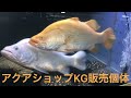 海熊水族館別館 アクアショップkg販売中のシーパーチ