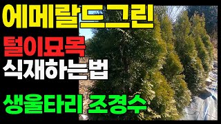 에메랄드그린 털이묘 묘목 가격 식재하는법 -  전원주택 생 울타리 나무 에메랄드그린 심기 상세한 안내