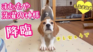 洗濯と掃除に疲れたママを癒す犬【ビーグルさつき＆ポメ梵天】