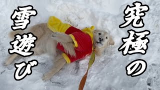 【ゴールデンレトリバー】岐阜県高山へ雪遊びに行ってきました。【ラーメン】食べているシーンが多いですけど雪遊びの日の出来事です。