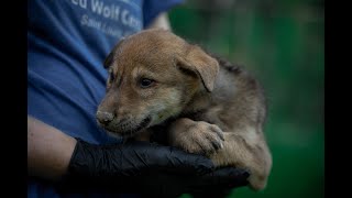 Saving The American Red Wolf