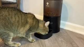 PETULTRA Cat Food Dispenser